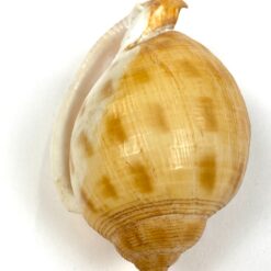 Jūrinės sraigės Semicassis kriauklė 5×7,5×4,5 cm