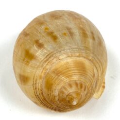 Jūrinės sraigės Semicassis kriauklė 5×7,5×4,5 cm