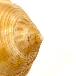 Jūrinės sraigės Semicassis kriauklė 5×7,5×4,5 cm