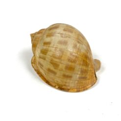 Jūrinės sraigės Semicassis kriauklė 5x7x4,5 cm