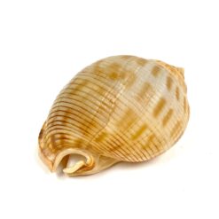 Jūrinės sraigės Semicassis kriauklė 4x5,5x3,5 cm