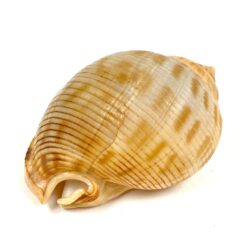 Jūrinės sraigės Semicassis kriauklė 4×5,5×3,5 cm