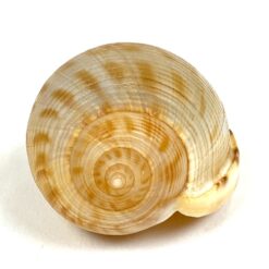 Jūrinės sraigės Semicassis kriauklė 4×5,5×3,5 cm