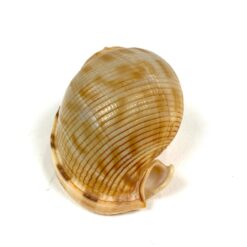 Jūrinės sraigės Semicassis kriauklė 4×5,5×3,5 cm
