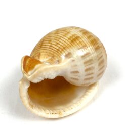 Jūrinės sraigės Semicassis kriauklė 4×5,5×3,5 cm
