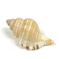 Jūrinės sraigės Buccinidae kriauklė 4,5x8x3,5 cm