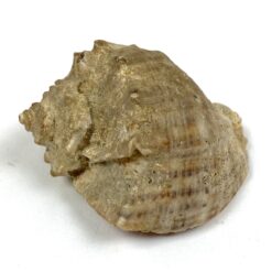 Jūrinės sraigės kriauklė 5,5x7x4 cm