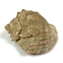 Jūrinės sraigės kriauklė 5,5x7x4 cm
