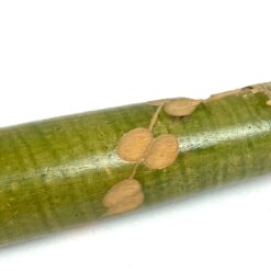 Medinė dūda 24×2,5×2,5 cm