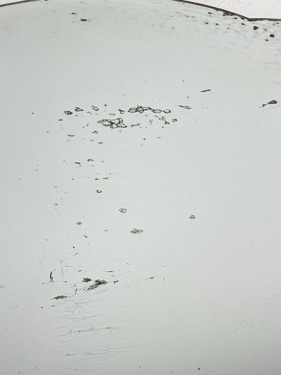 DR0378-veidrodziai-10 Pakabinamas veidrodis gėlių motyvais drožinėtame riešutmedžio rėme 4x88x77 cm