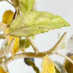 Pakabinamas trijų šakų sietynas su vaisių figūrėlėmis 50x50x70 cm