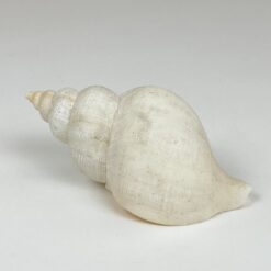 Jūrinės sraigės kriauklė 6,5x11,5x6 cm
