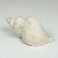 Jūrinės sraigės kriauklė 6,5×11,5×6 cm