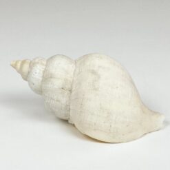 Jūrinės sraigės kriauklė 6,5×11,5×6 cm
