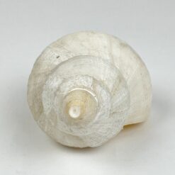 Jūrinės sraigės kriauklė 6,5×11,5×6 cm