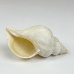 Jūrinės sraigės kriauklė 6,5×11,5×6 cm