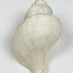 Jūrinės sraigės kriauklė 6,5×11,5×6 cm