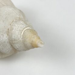Jūrinės sraigės kriauklė 6,5×11,5×6 cm