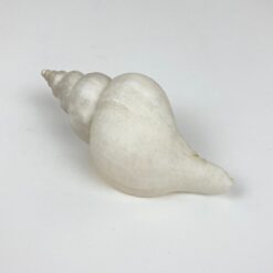 Jūrinės sraigės kriauklė 5,5x11,5x5 cm