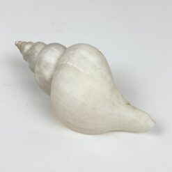 Jūrinės sraigės kriauklė 5,5×11,5×5 cm