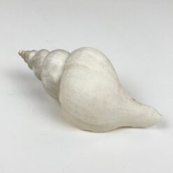 Jūrinės sraigės kriauklė 5,5×11,5×5 cm