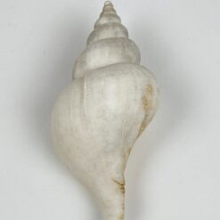 Jūrinės sraigės kriauklė 5,5×11,5×5 cm