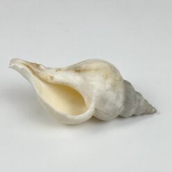 Jūrinės sraigės kriauklė 5,5×11,5×5 cm