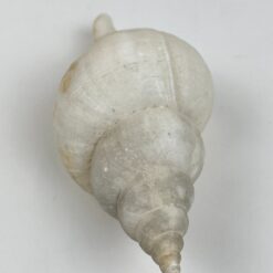 Jūrinės sraigės kriauklė 5,5×11,5×5 cm