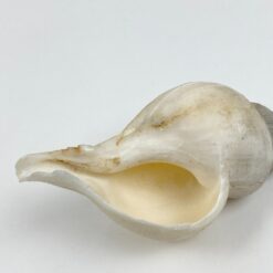 Jūrinės sraigės kriauklė 5,5×11,5×5 cm