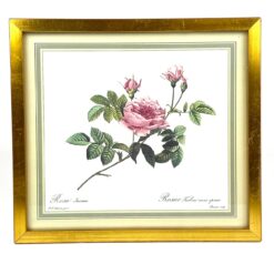 Pierre-Joseph Redouté darbo Rosier turbiné sans épines printas mediniame rėme su stiklu 2x33,5x30 cm