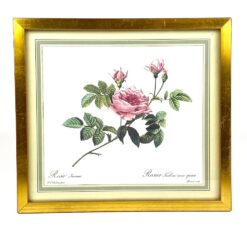 Pierre-Joseph Redouté darbo Rosier turbiné sans épines printas mediniame rėme su stiklu 2×33,5×30 cm