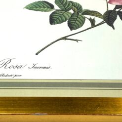 Pierre-Joseph Redouté darbo Rosier turbiné sans épines printas mediniame rėme su stiklu 2×33,5×30 cm