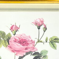 Pierre-Joseph Redouté darbo Rosier turbiné sans épines printas mediniame rėme su stiklu 2×33,5×30 cm