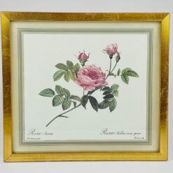 Pierre-Joseph Redouté darbo Rosier turbiné sans épines printas mediniame rėme su stiklu 2×33,5×30 cm