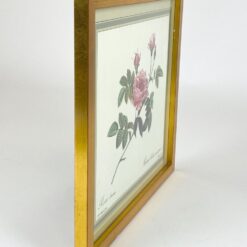Pierre-Joseph Redouté darbo Rosier turbiné sans épines printas mediniame rėme su stiklu 2×33,5×30 cm