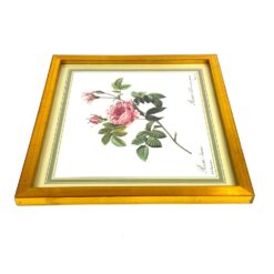 Pierre-Joseph Redouté darbo Rosier turbiné sans épines printas mediniame rėme su stiklu 2×33,5×30 cm