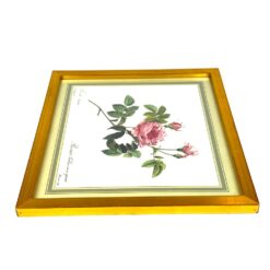 Pierre-Joseph Redouté darbo Rosier turbiné sans épines printas mediniame rėme su stiklu 2×33,5×30 cm