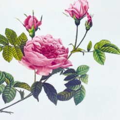 Pierre-Joseph Redouté darbo Rosier turbiné sans épines printas mediniame rėme su stiklu 2×33,5×30 cm