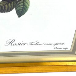 Pierre-Joseph Redouté darbo Rosier turbiné sans épines printas mediniame rėme su stiklu 2×33,5×30 cm