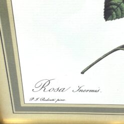 Pierre-Joseph Redouté darbo Rosier turbiné sans épines printas mediniame rėme su stiklu 2×33,5×30 cm