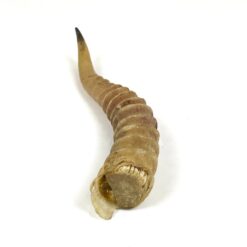 Antilopės ragas 4x4x26 cm