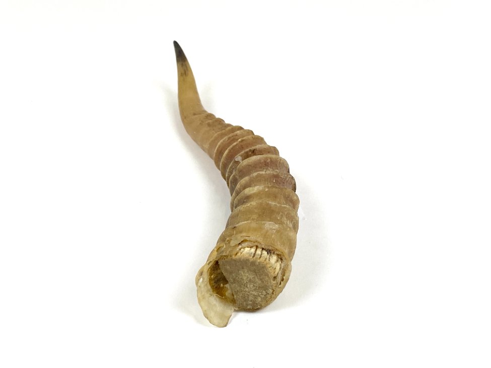 E1127-kita-2 Antilopės ragas 4x4x26 cm
