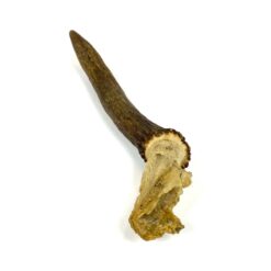 Elnio jauniklio ragas 5x6x26 cm