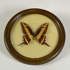 Papilio thoas drugelis mediniame rėme su stiklu 2x21x21 cm