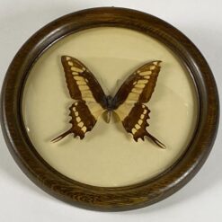 Papilio thoas drugelis mediniame rėme su stiklu 2x21x21 cm