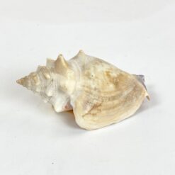 Jūrinės sraigės kriauklė 5,5x9x4,5 cm