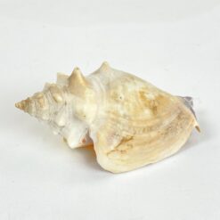 Jūrinės sraigės kriauklė 5,5x9x4,5 cm