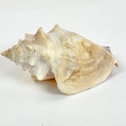 Jūrinės sraigės kriauklė 5,5x9x4,5 cm