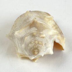 Jūrinės sraigės kriauklė 5,5x9x4,5 cm