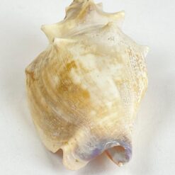 Jūrinės sraigės kriauklė 5,5x9x4,5 cm